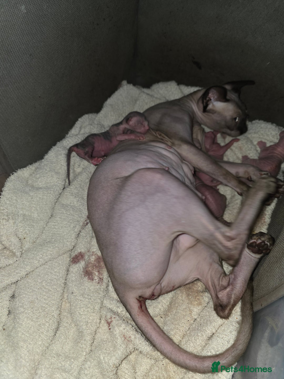 Sphynx cats for sale: 3 beautiful sphynx kittens  - Image 10