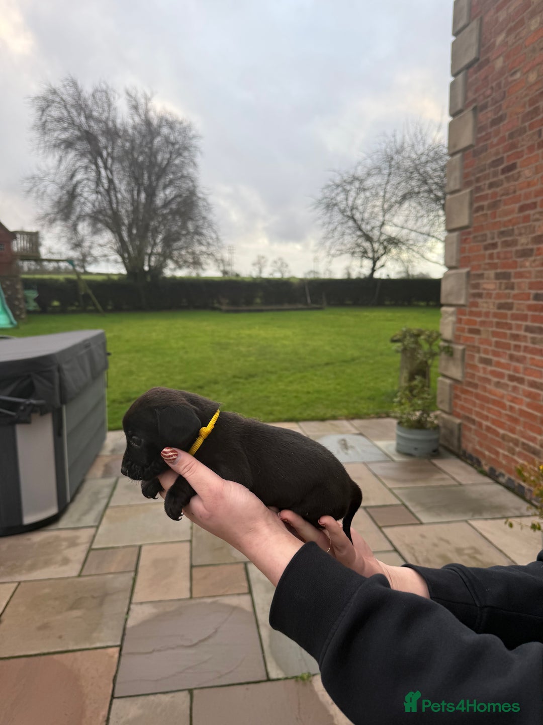 Mixed Breed dogs for sale: COCKER SPANIEL X PATERDALE TERRIER - Advert 5
