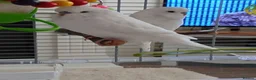 Budgerigars birds for sale: Beautiful male budgie - Advert 5