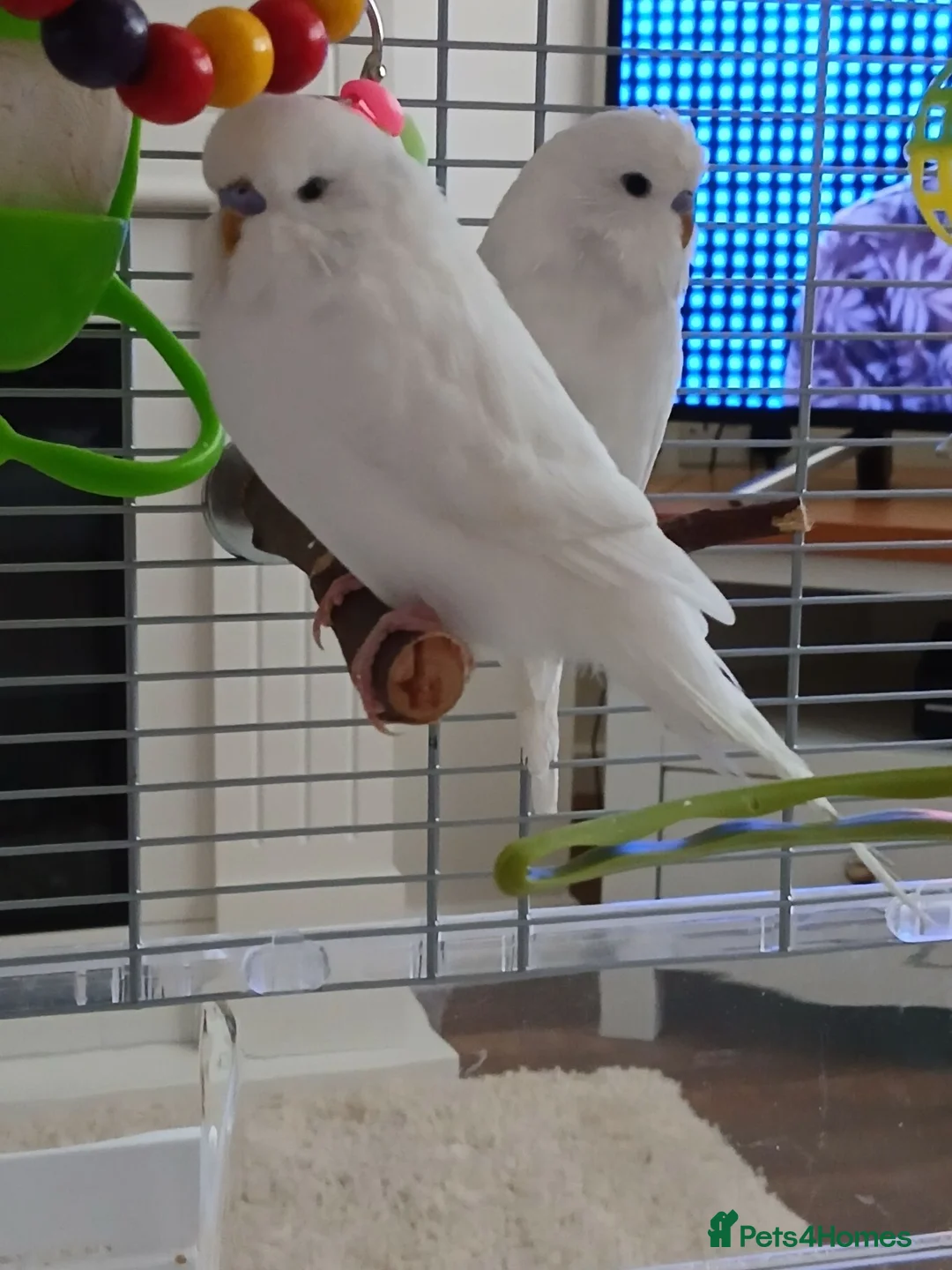Budgerigars birds for sale: Beautiful male budgie - Advert 5