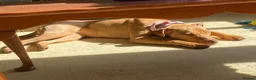 Mixed Breed dogs for sale: 10 month old Staffordshire bull terrier cross in Middlesbrough - Advert 2