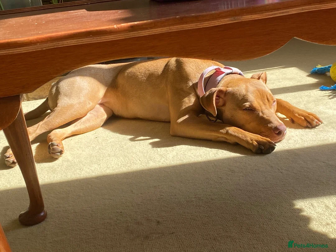 Mixed Breed dogs for sale: 10 month old Staffordshire bull terrier cross in Middlesbrough - Advert 2