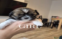 Lhasa Apso dogs for sale: Adorable Lhasa Apso Puppies  - Image 11