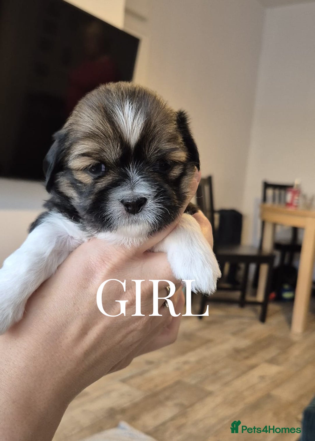 Lhasa Apso dogs for sale: Adorable Lhasa Apso Puppies  - Image 11