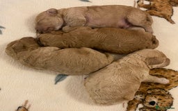 Cavapoo dogs for sale: Gorgeous Teddybear Cavapoo Puppies health checked  - Advert 30