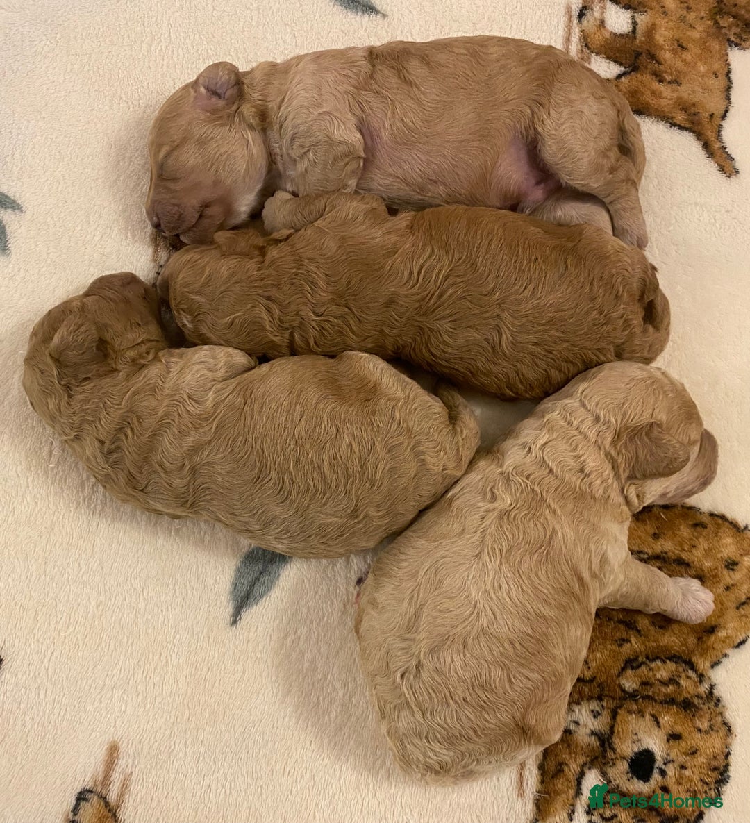 Cavapoo dogs for sale: Gorgeous Teddybear Cavapoo Puppies health checked  - Advert 30