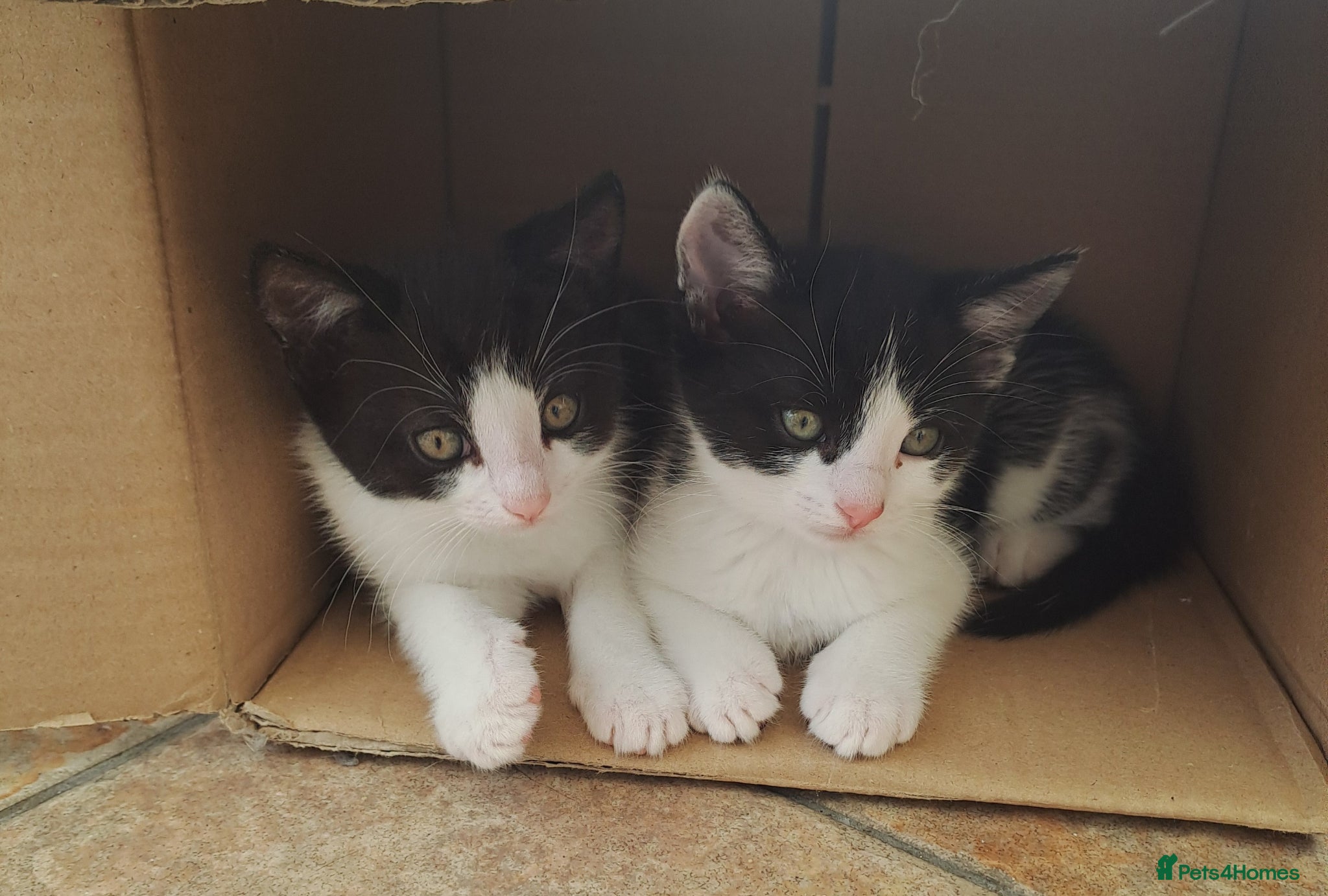 British Longhair cats 2 beautiful female domestic long-haired kittens   - Advert 5