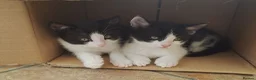 British Longhair cats for sale: 2 beautiful female domestic long-haired kittens   - Advert 1