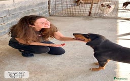 Mixed Breed dogs for adoption: Gambit, 5 yrs approx. Available for adoption. - Image 9
