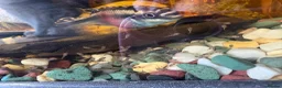 Cichlids fish for sale: Breeding pair of kribensis  in Sutton - Advert 2