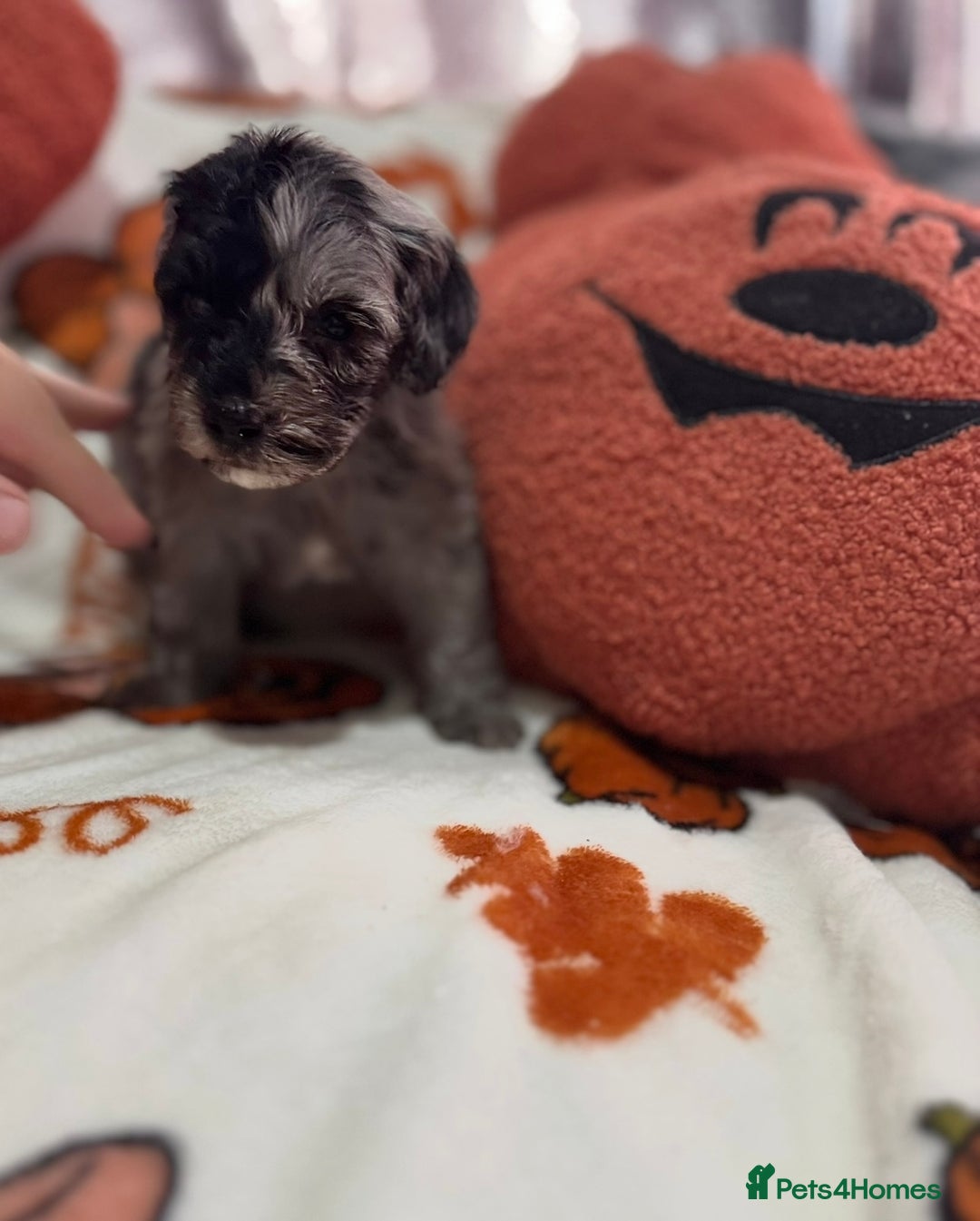 Cavapoo dogs for sale: Beautiful Cavapoo puppies  - Image 5