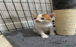 Mixed Breed cats for sale: Beautiful Kittens READY NOW - Image 18