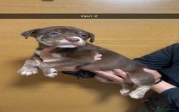 Mixed Breed dogs for sale: Puppies for sale  - Image 11