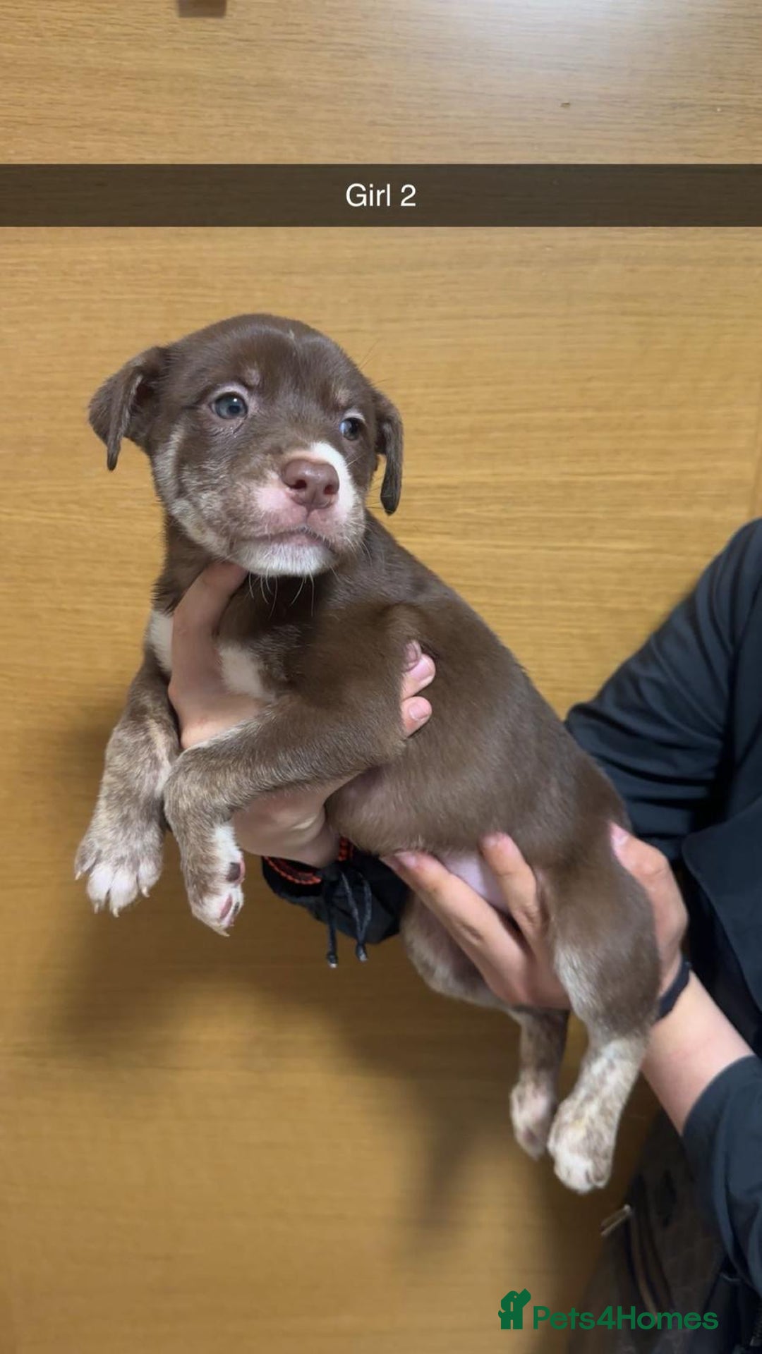 Mixed Breed dogs for sale: Puppies for sale  - Image 11