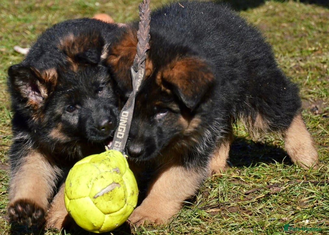 German Shepherd dogs for sale: 💥Champion🩸line KC Reg GermanShepherd puppy’s GSD - Advert 6