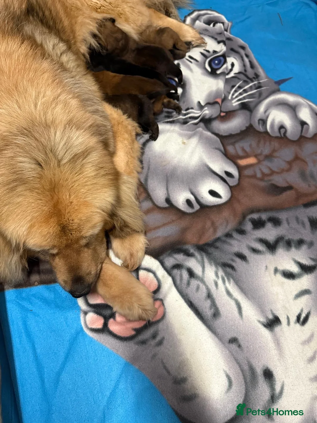 Tibetan Mastiff dogs for sale: Beautiful gold girl  - Advert 1