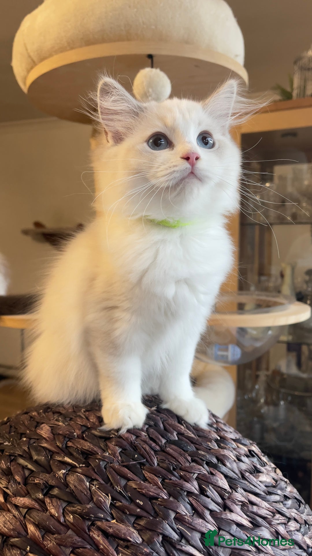 Ragdoll cats for sale: 🌟 Stunning TICA Ragdoll Kittens – Ready Now! - Advert 2
