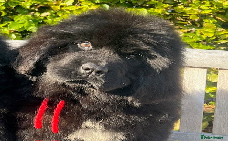 Newfoundland dogs - Advert 1