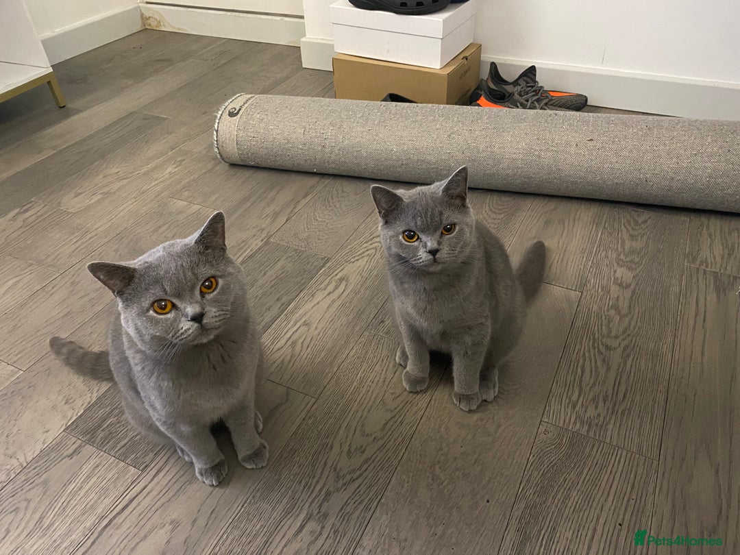 British Shorthair cats for sale: 🐾💙 Beautiful Blue British Shorthair Queen 💙🐾 - Image 3