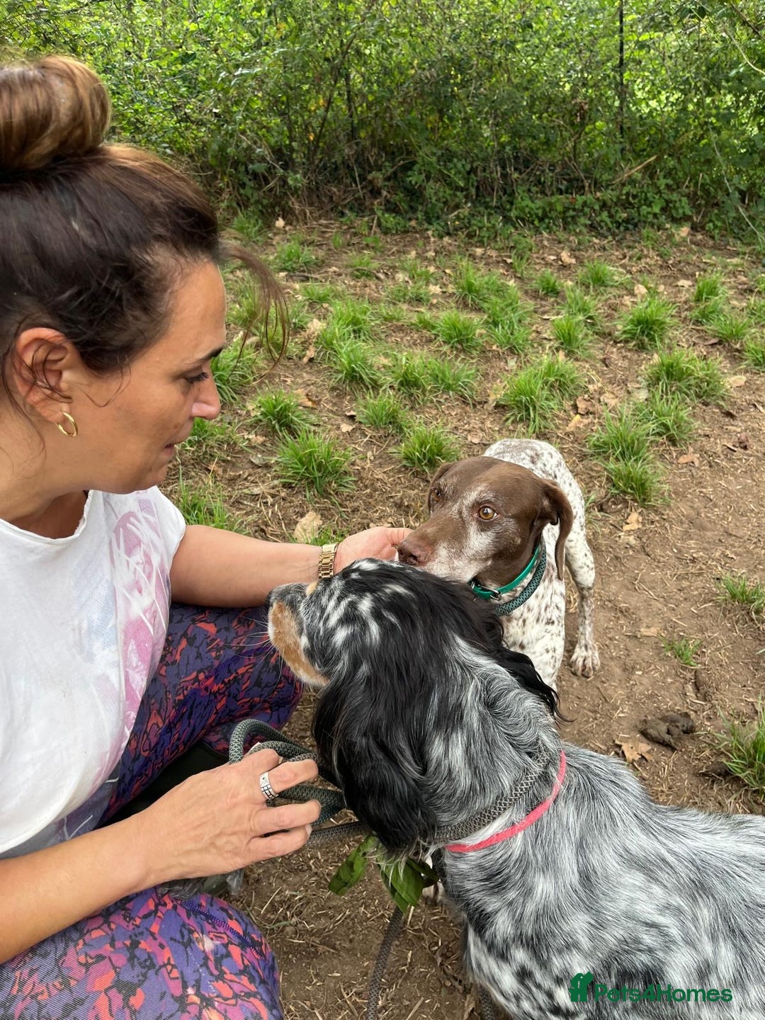 German Shorthaired Pointer dogs for adoption: Romero - Image 4