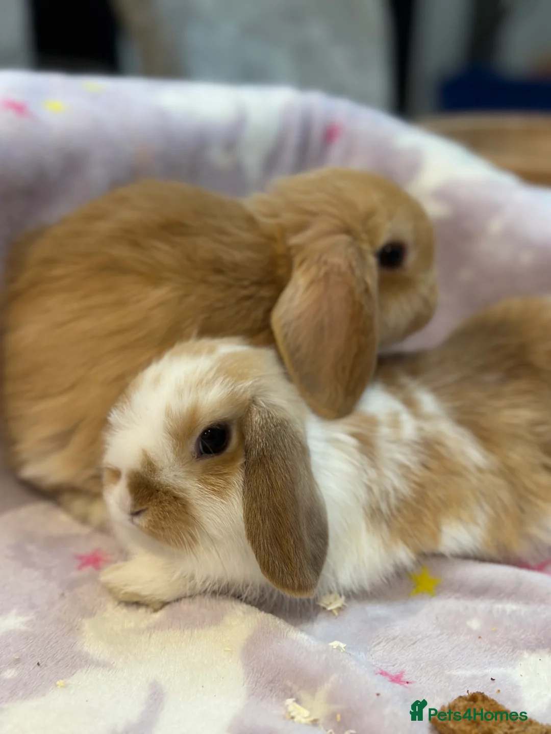 Mini Lop rabbits for sale: Handled & Loving Mini Lops - Kid Friendly  - Advert 1