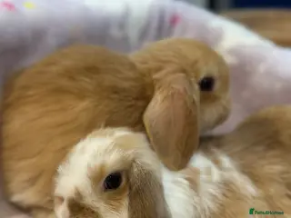 Mini Lop rabbits Handled & Loving Mini Lops - Kid Friendly - Advert 7