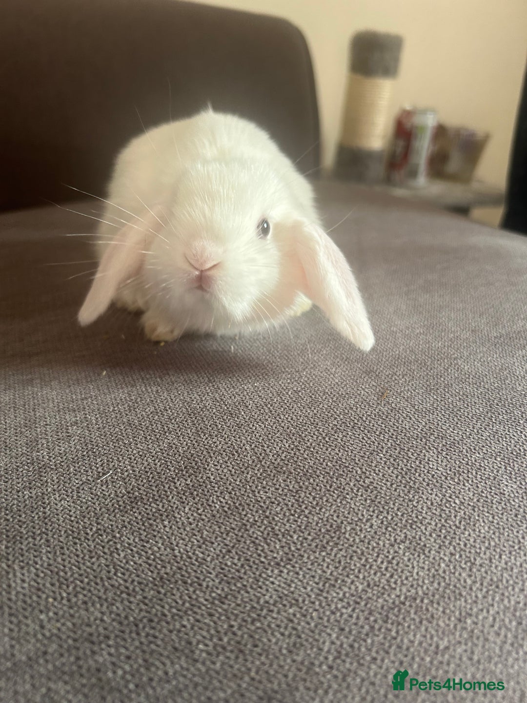 Mixed Breed rabbits for sale: Adorable Mini lop crosses  - Image 6