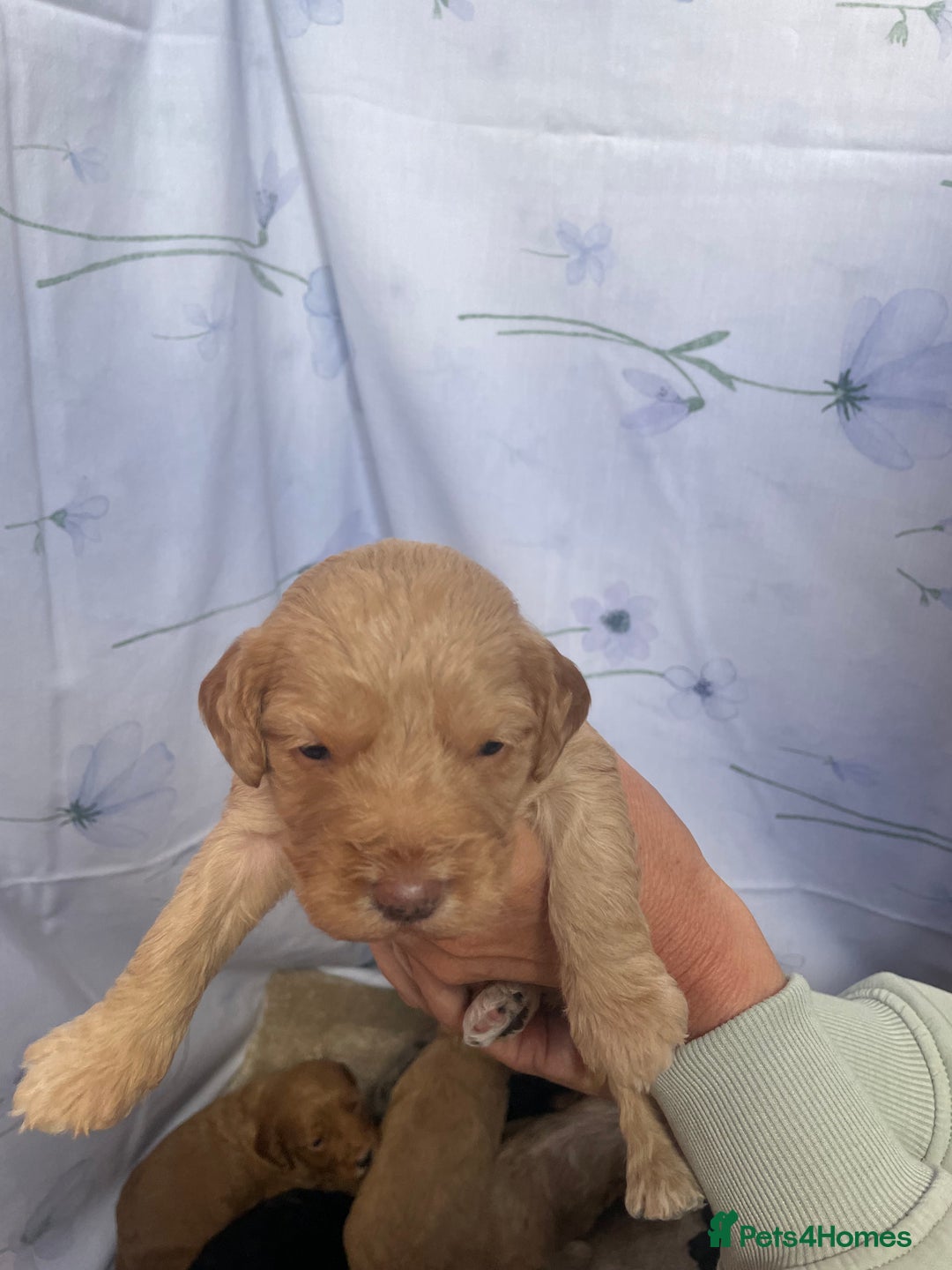 Cockapoo dogs for sale: F1 cockapoo puppies - Image 15