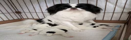 Japanese Chin dogs for sale: Beautiful Japanese Chin puppies - Advert 4