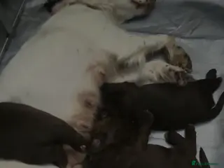 Cocker Spaniel dogs Lovely cockerspaniel puppies - Advert 10