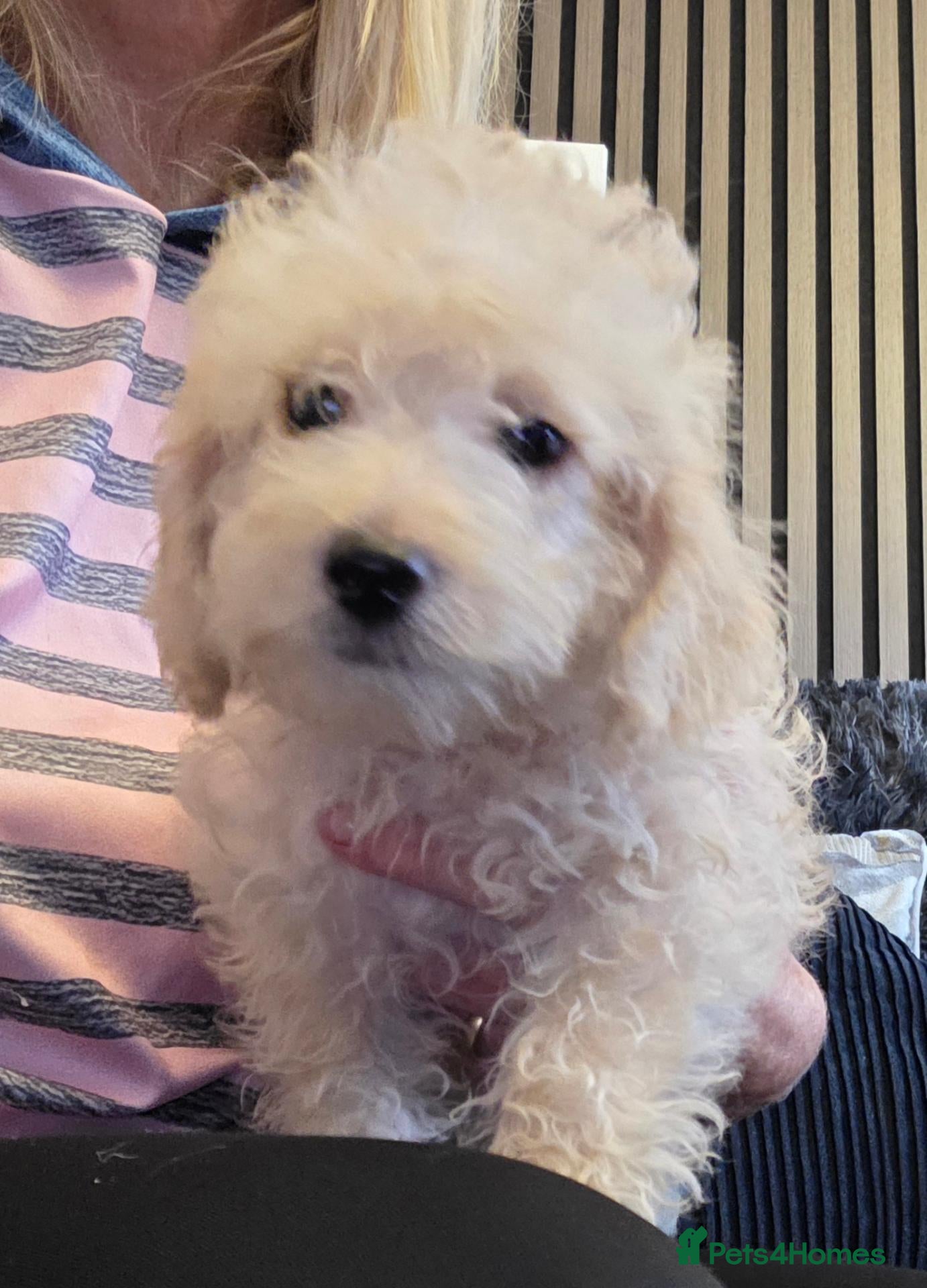 Jackapoo dogs 1 Toy poodle 3/4 puppies name Odin - Advert 2