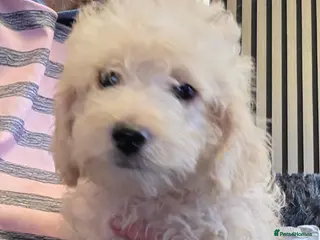 Jackapoo dogs 1 Toy poodle 3/4 puppies name Odin - Advert 2