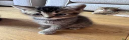 British Shorthair cats for sale: British shorthair kittens  - Advert 14