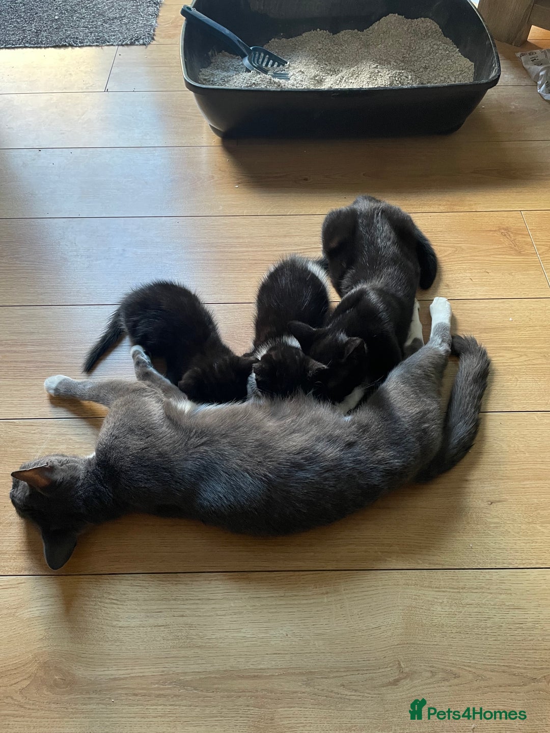 Domestic Shorthair cats for sale: 4 black and white kittens - Image 8