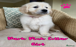 Golden Retriever dogs for sale: Golden Retriever Pups From Health-Tested Parents - Image 4