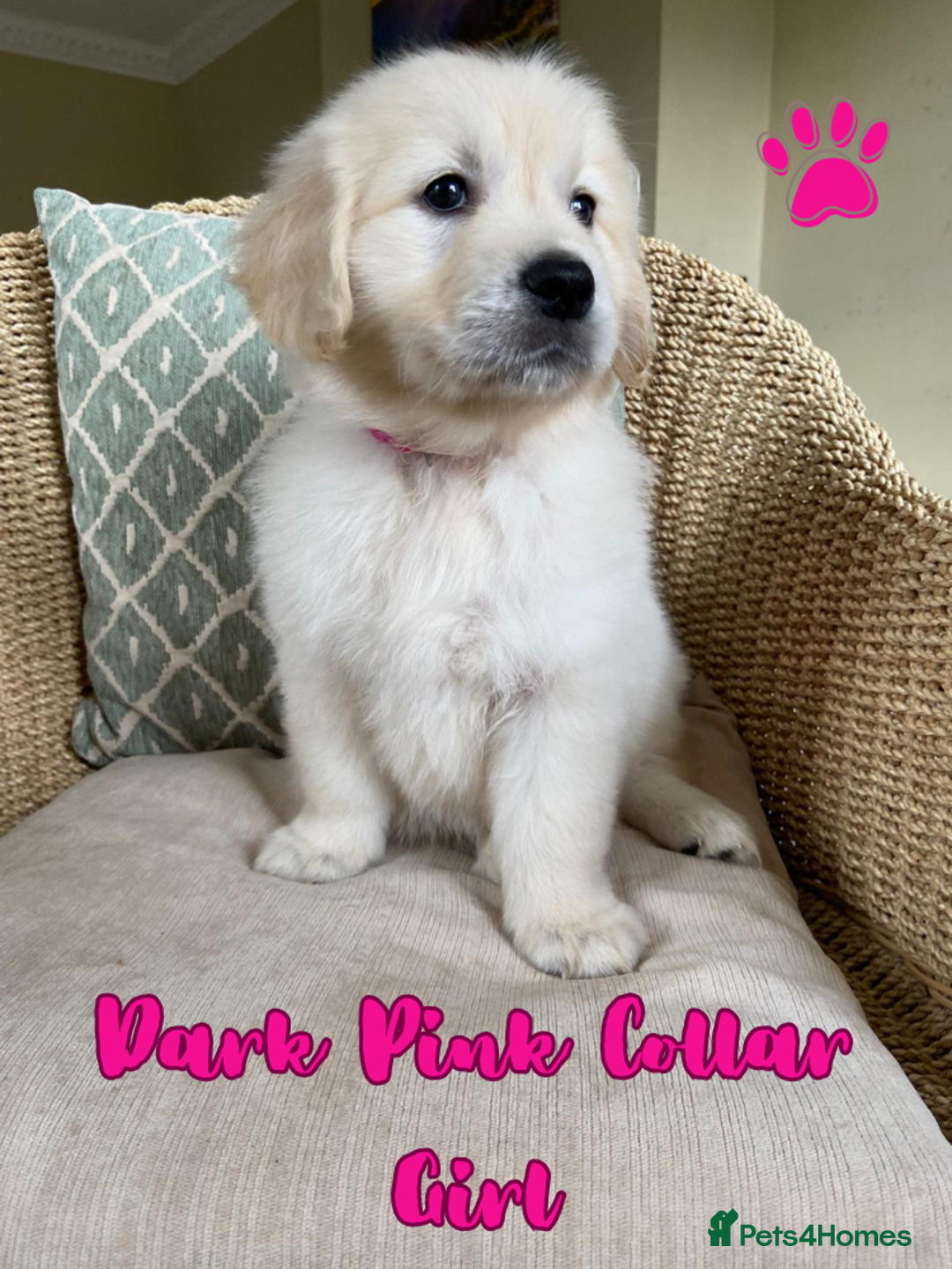 Golden Retriever dogs for sale: Golden Retriever Pups From Health-Tested Parents - Image 4
