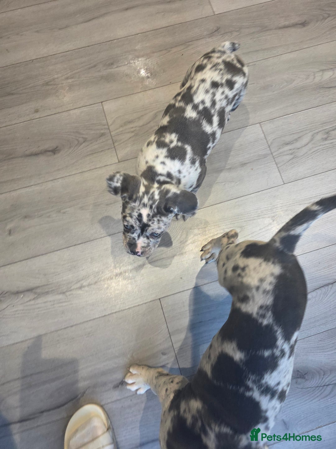 Cane Corso dogs for sale: Cane corso cross  - Advert 16