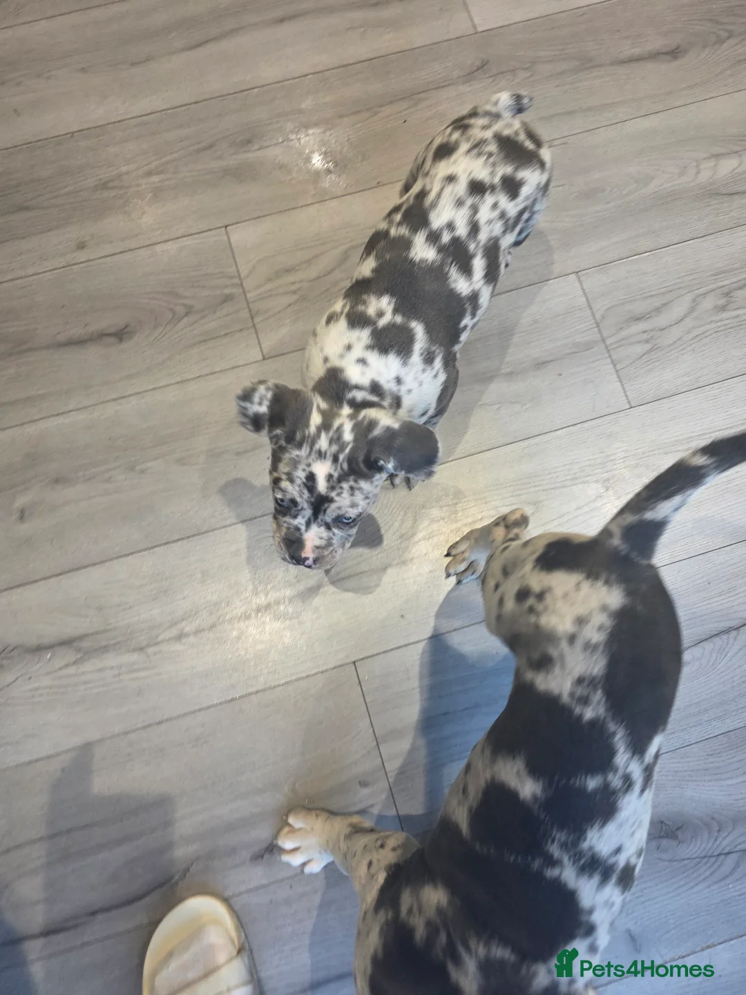 Cane Corso dogs for sale: Cane corso cross  - Advert 16