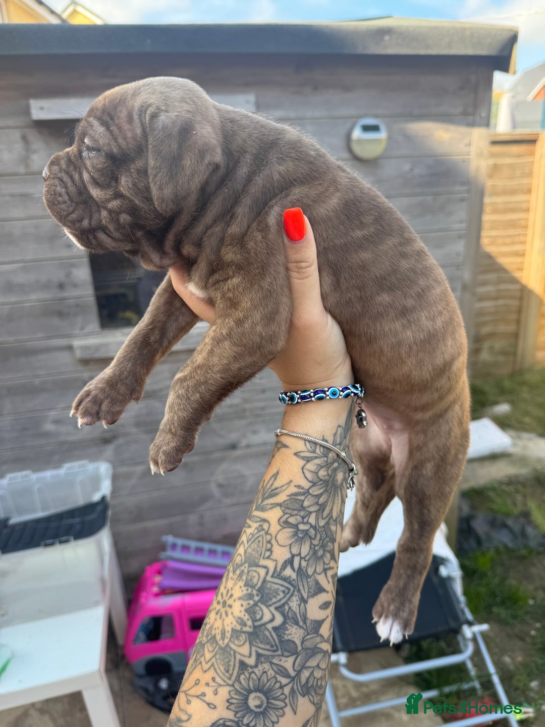 Mixed Breed dogs for sale: Beautiful American bulldog x cane corso puppies - Image 22