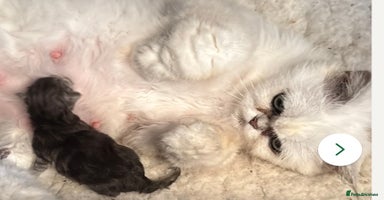 Persian cats - Advert 4