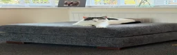 British Shorthair cats for sale:     Nala – Independent but Loving in Melton Mowbray - Advert 4