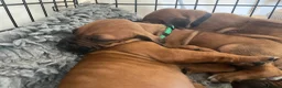 Rhodesian Ridgeback dogs for sale: KC reg/Family pet/Now accepting viewings  - Advert 4