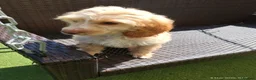 Cockapoo dogs for sale: Four girls left - Advert 20