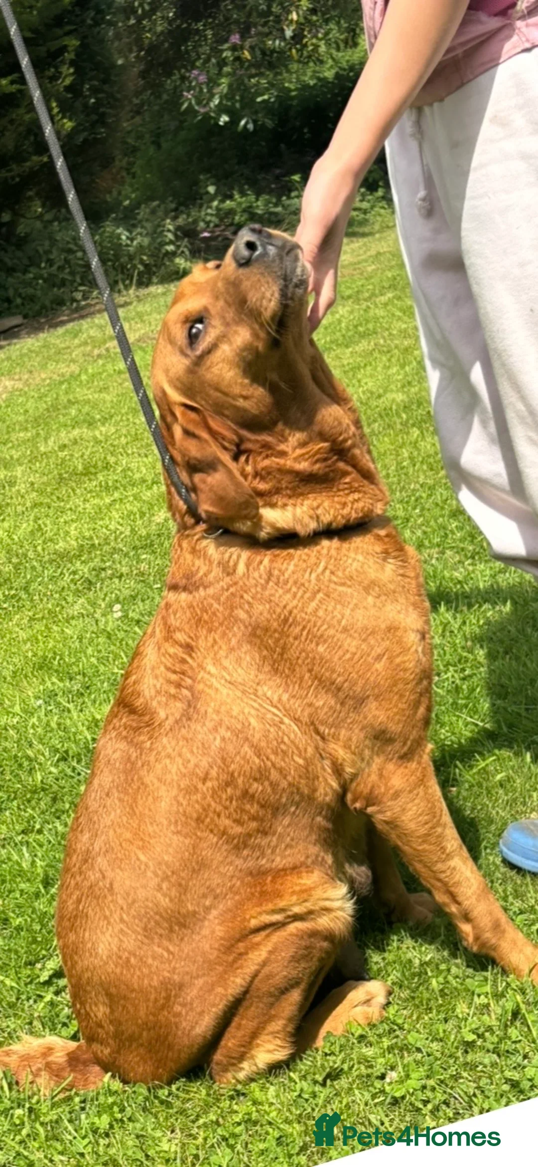 Labrador Retriever dogs for sale: LABRADOR GIRL LOOKING FOR NEW HOME  - Advert 2