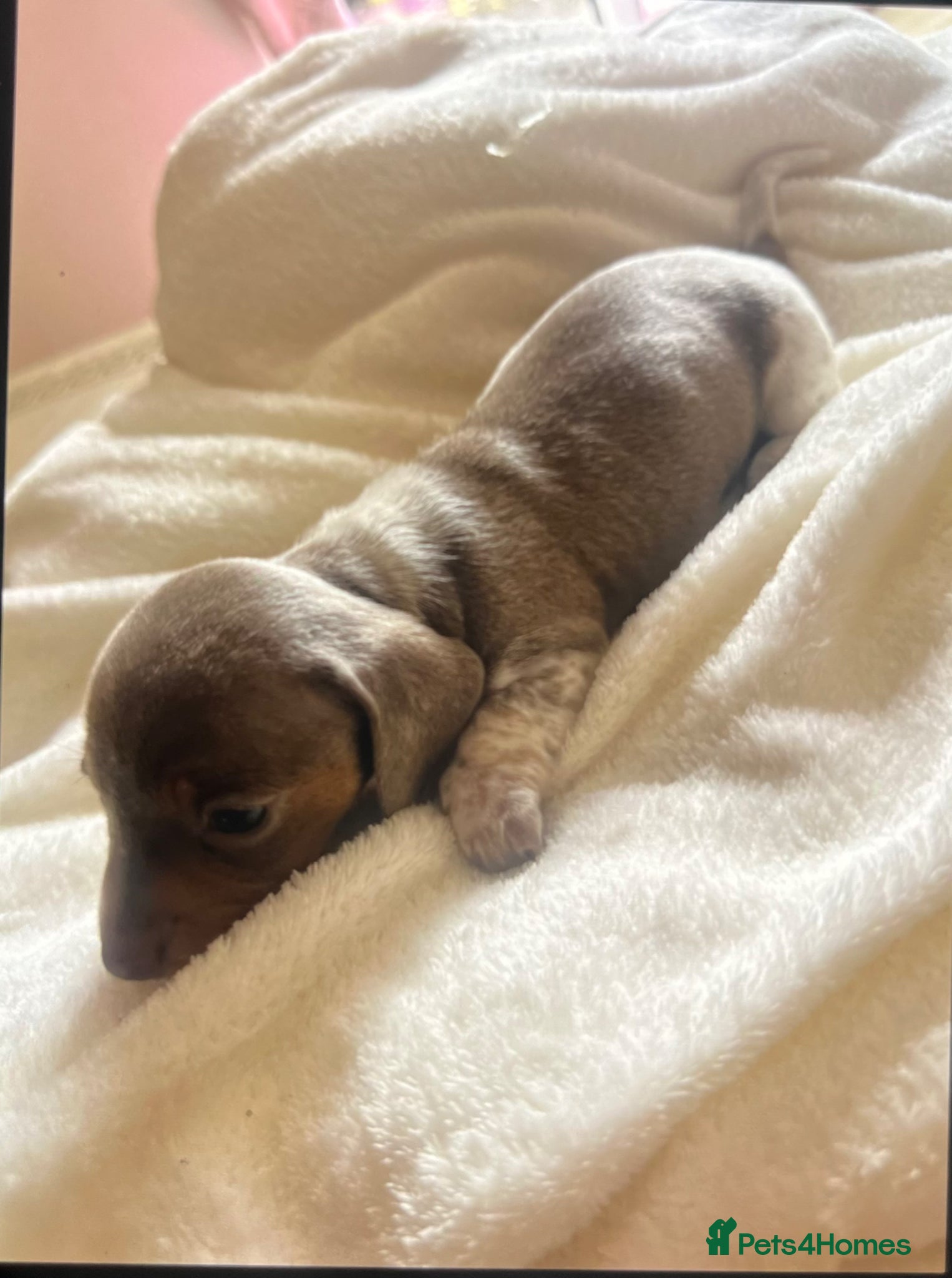 Miniature Dachshund dogs Piabald miniature dachshund  - Advert 2