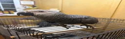 Parrots birds for sale: Hand Reared baby African grey - Advert 2