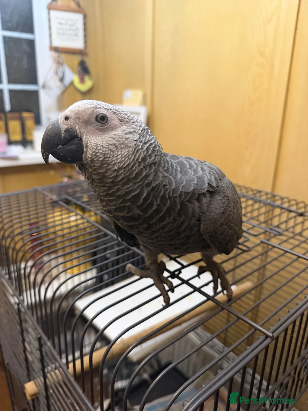 Parrots birds for sale: Hand Reared baby African grey - Advert 2