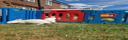 British Giant rabbits for sale: Spanish giant rabbits  - Advert 2