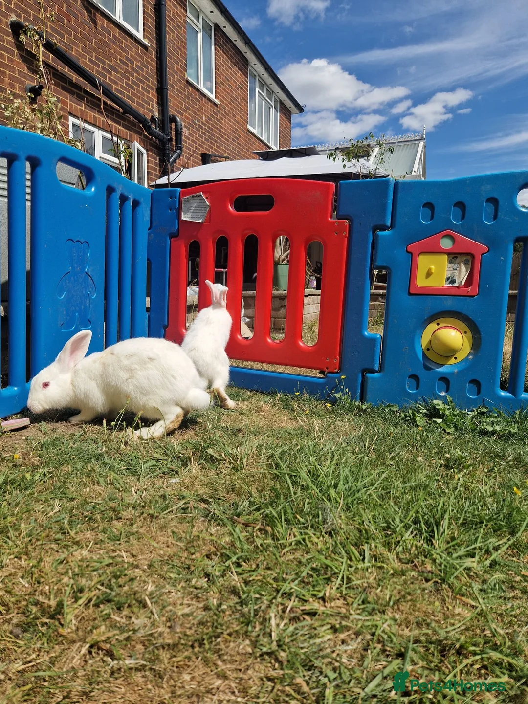 British Giant rabbits for sale: Spanish giant rabbits  - Advert 2