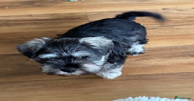 Miniature Schnauzer dogs - Advert 11